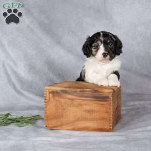 Bella, Cavapoo Puppy